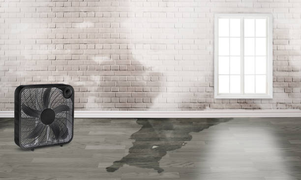 Best Basement water damage restoration  in Kraemer, LA